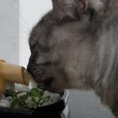 Ana Marina Colen Rievers